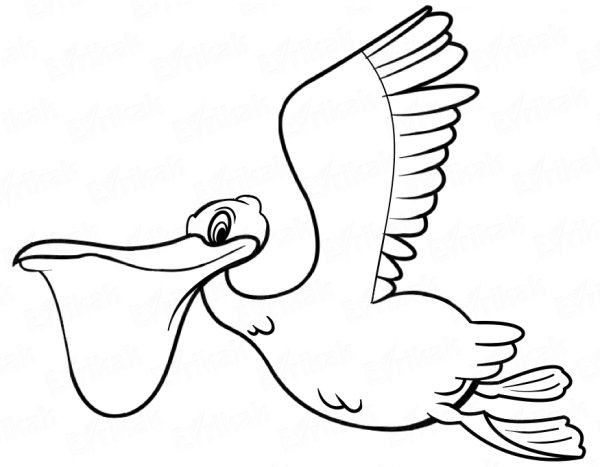 Розовый Пеликан в воде раскраска для детей