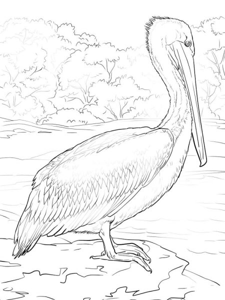 Пеликан эскиз