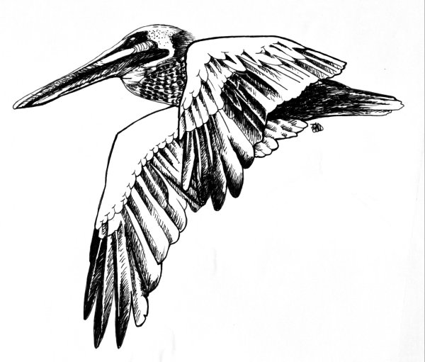 Пеликан символ учителя