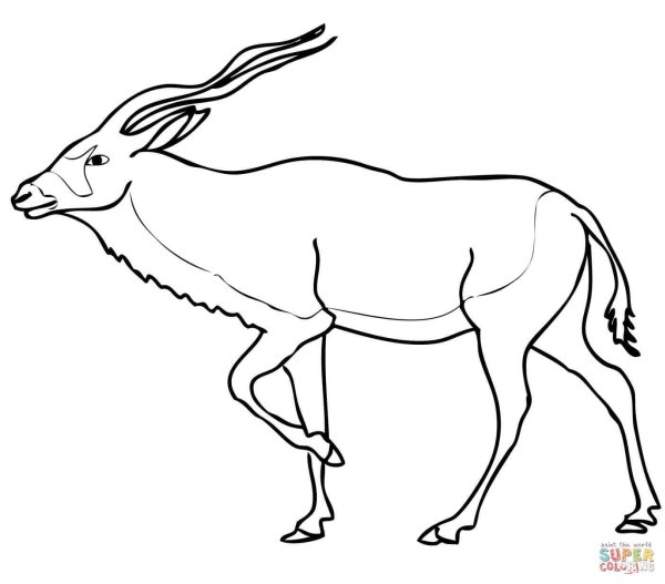 Серна раскраска