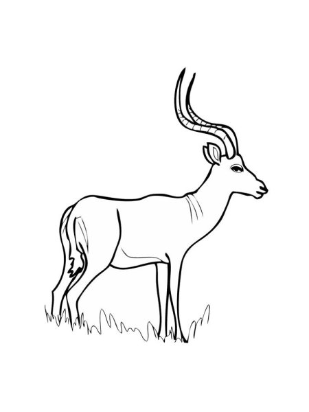 Антилопа раскраска