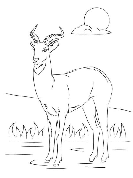 Сайгак раскраска