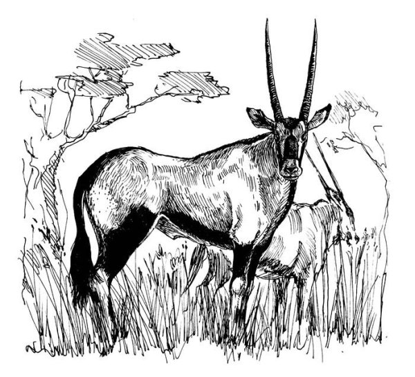 Антилопа раскраска