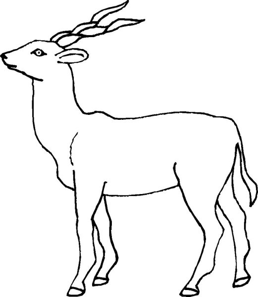 Газель животное раскраска для детей