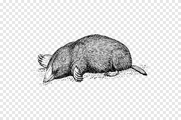 Крот раскраска для детей