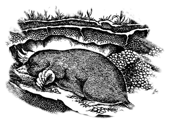 Крот раскраска