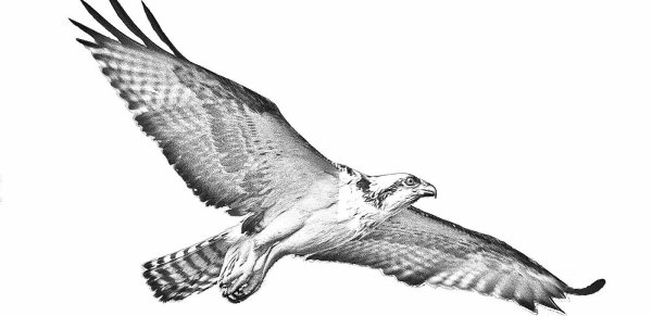 Силуэт скопы