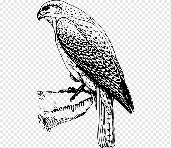 Сапсан птица и Кобчик