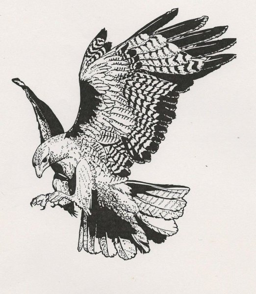 Ястреб тату эскиз