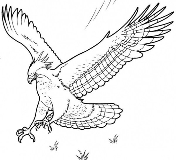 Рисунок орла для срисовки