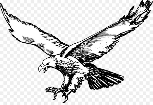 Орел на белом фоне нарисованный