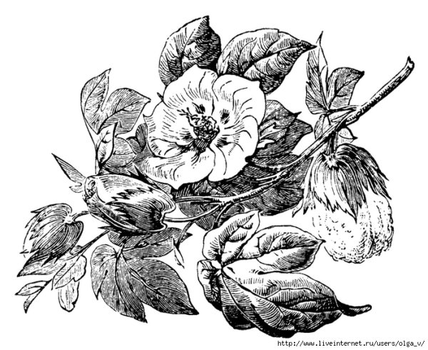 Гравюра цветы