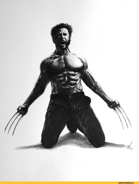 Логан Росомаха рисунок