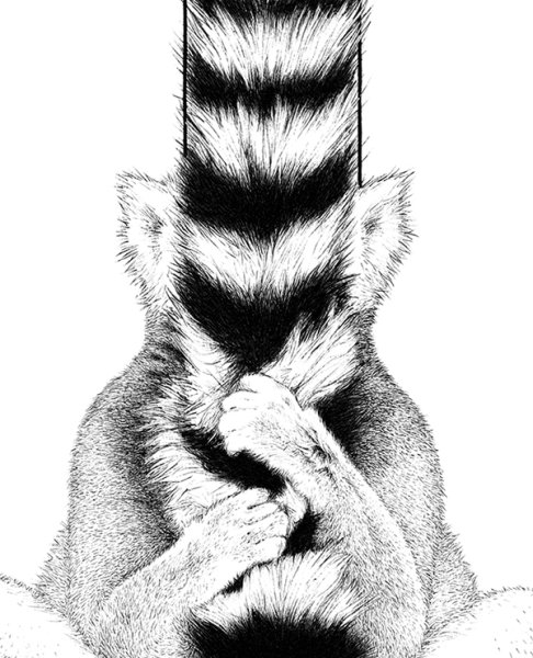 Лемур рисунок чб