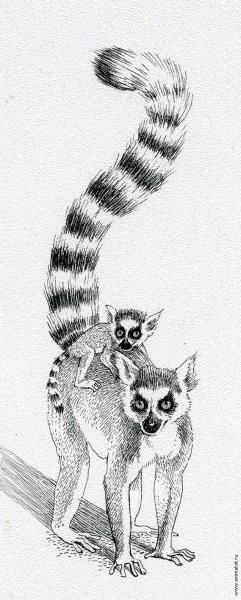 Лемур эскиз