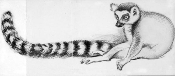 Лемур на белом фоне