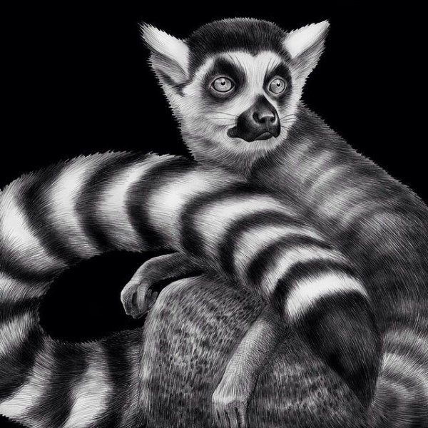 Мадагаскарская руконожк