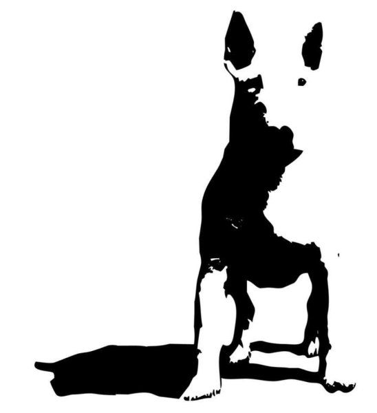 Бультерьер силуэт