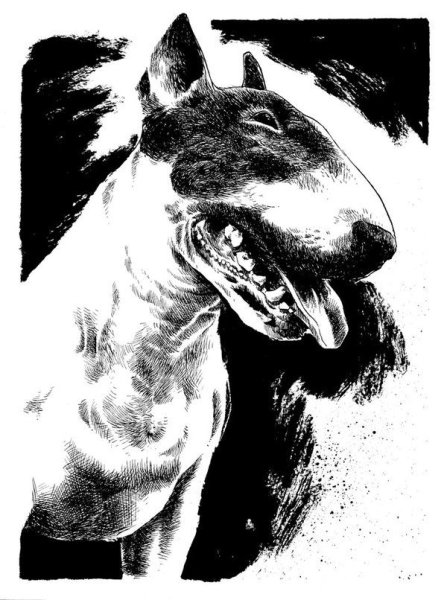 Бультерьер эскиз