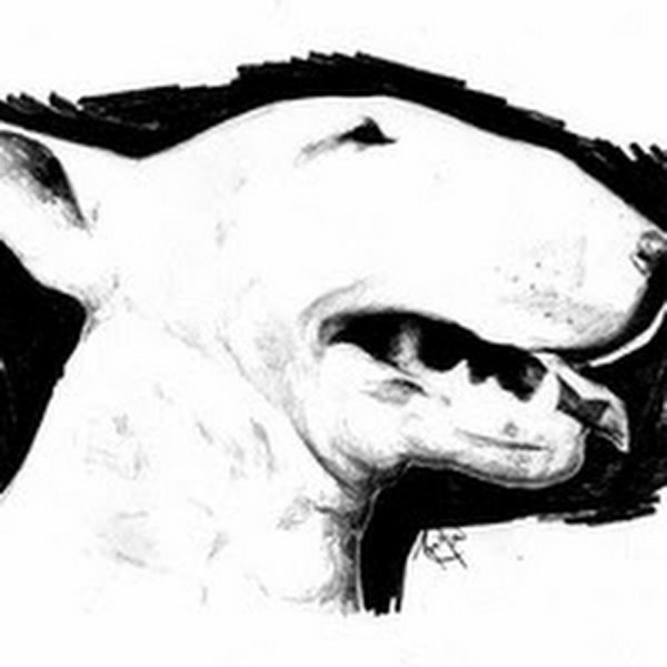 Бультерьер эскиз тату контур