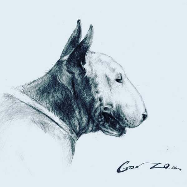 Набросок головы собаки