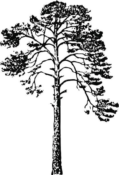 Сосна черно белая