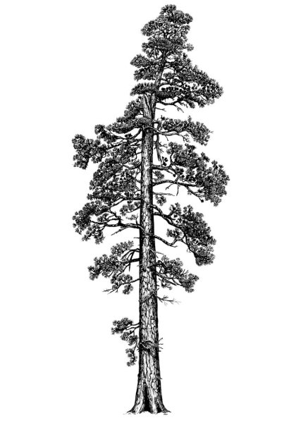 Секвойя дерево