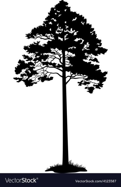 Кедр силуэт