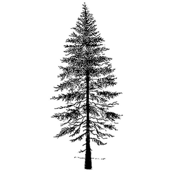 Хвойные деревья в графике