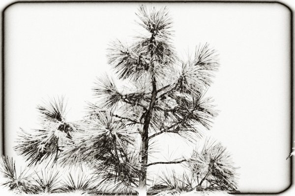 Ветка сосны карандашом