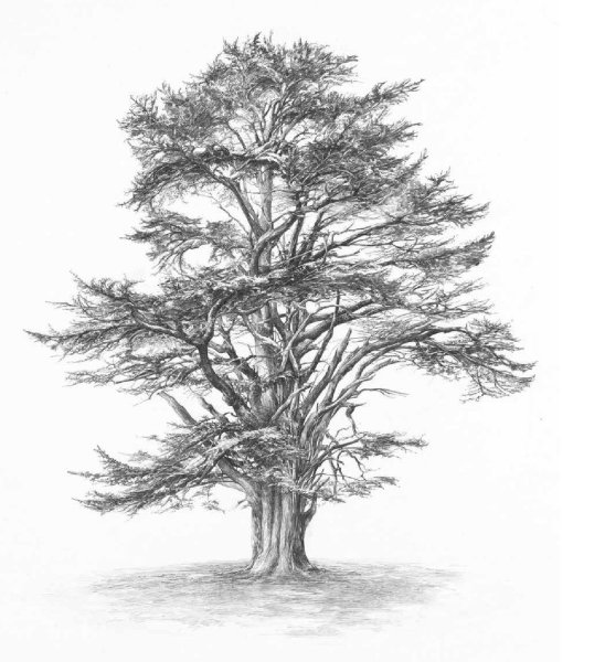 Сосна карандашом