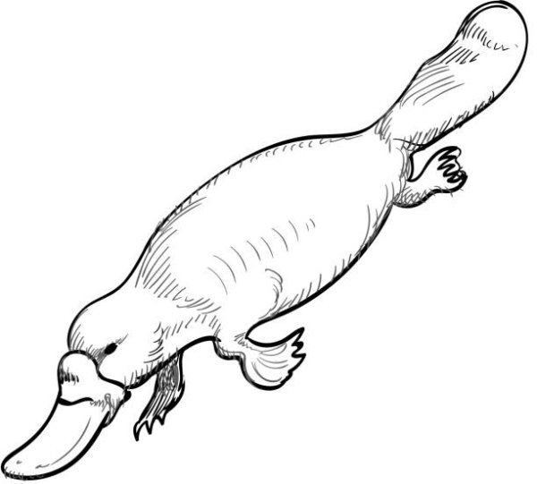 Утконос нарисовать