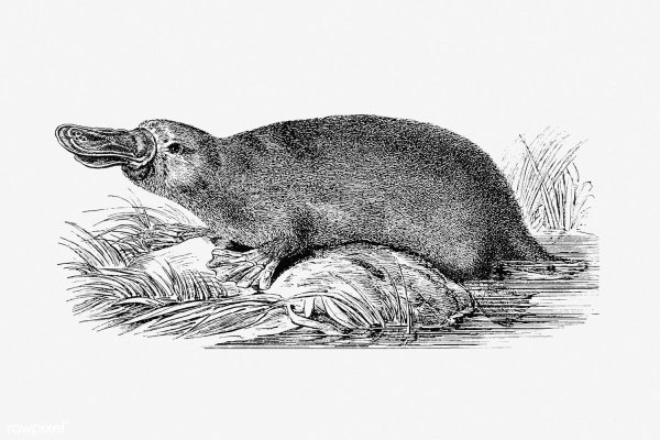 Утконос животное