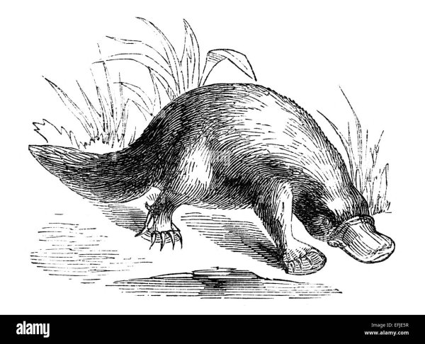 Утконос Графика