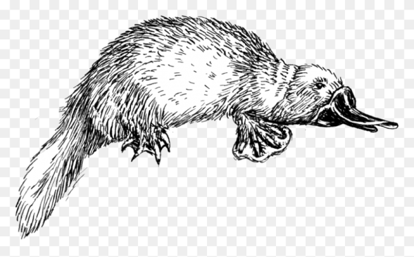 Утконос рисунок