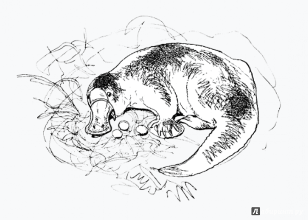 Лесли Риис про коалу Ушастика утконоса тихоню и других