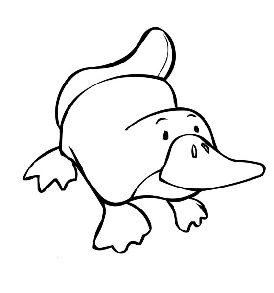 Утконос раскраска