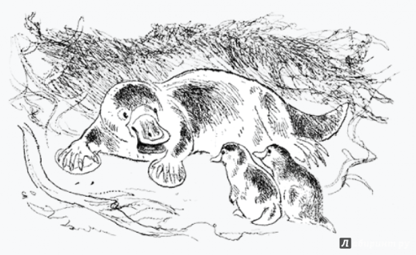 Лесли Риис Утконос