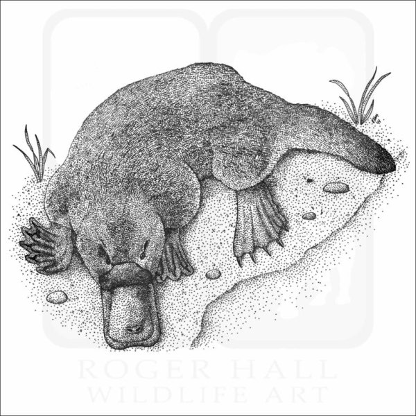 Утконос карандашом