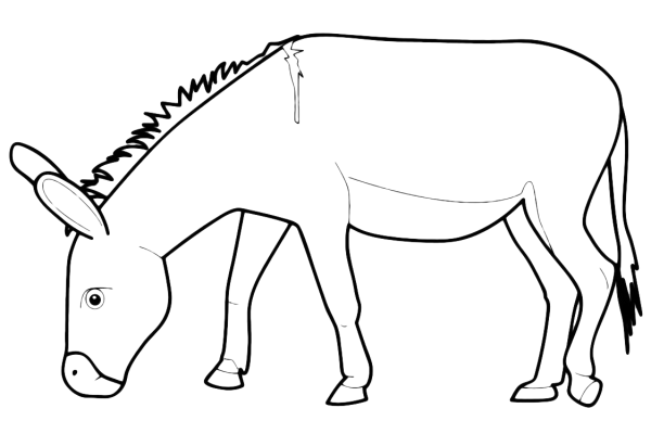 Осел черно белый