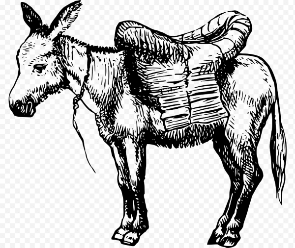 Осёл вектор