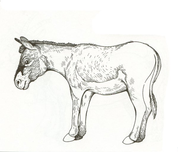Ослик ИА раскраска