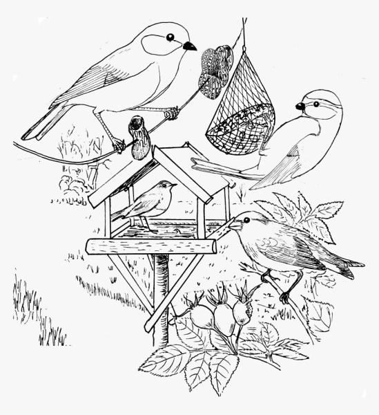 Птичка с домиком раскраска