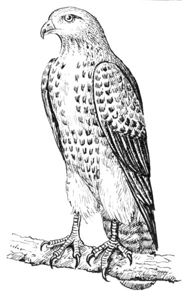 Сокол иллюстрация