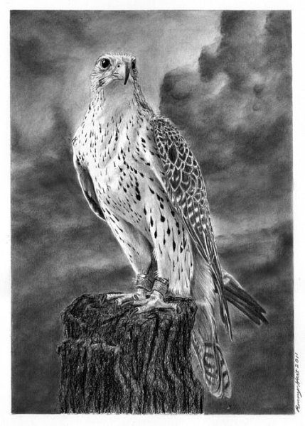 Сокол Сапсан эскизы