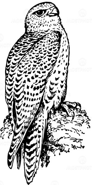 Кречет карандашом