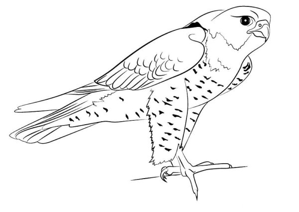 Сокол Сапсан разукрашка