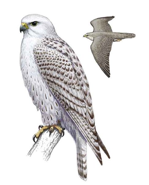 Кречет птица