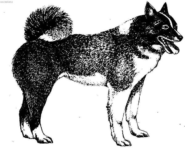 Русско-европейская лайка