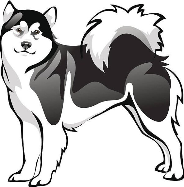 Аляскинский маламут вектор